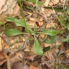 Plantago lanceolata (Ribwort Plantain, Lamb's Tongues) at Carwoola, NSW - 10 Oct 2021 by Liam.m