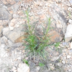 Xerochrysum viscosum (Sticky Everlasting) at Carwoola, NSW - 10 Oct 2021 by Liam.m