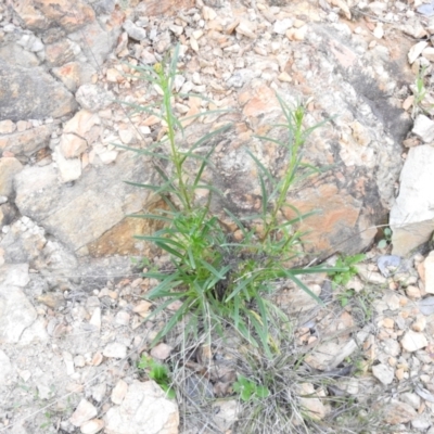 Xerochrysum viscosum (Sticky Everlasting) at Carwoola, NSW - 10 Oct 2021 by Liam.m