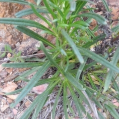 Xerochrysum viscosum at Carwoola, NSW - 10 Oct 2021