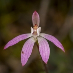 Caladenia fuscata (Dusky Fingers) at Mulligans Flat - 3 Oct 2021 by trevsci