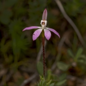 Caladenia fuscata at Bonner, ACT - suppressed