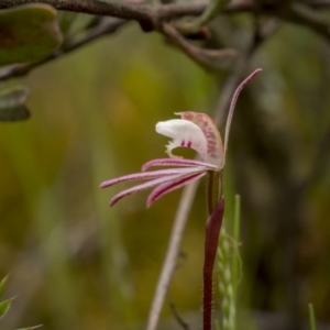 Caladenia fuscata at Bonner, ACT - suppressed