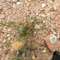 Dillwynia sericea (Egg And Bacon Peas) at Carwoola, NSW - 10 Oct 2021 by Liam.m