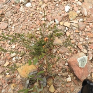 Dillwynia sericea at Carwoola, NSW - suppressed