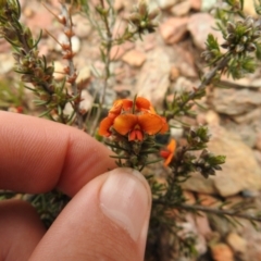 Dillwynia sericea at Carwoola, NSW - suppressed