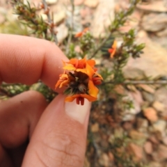 Dillwynia sericea at Carwoola, NSW - suppressed