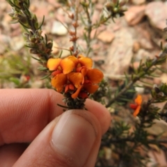 Dillwynia sericea at Carwoola, NSW - suppressed