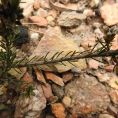 Dillwynia sericea at Carwoola, NSW - suppressed