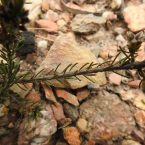 Dillwynia sericea at Carwoola, NSW - suppressed