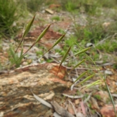 Avena (genus) (Wild Oats) at Carwoola, NSW - 10 Oct 2021 by Liam.m