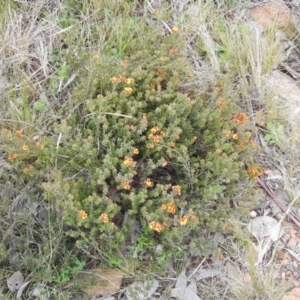 Pultenaea procumbens at Carwoola, NSW - 10 Oct 2021