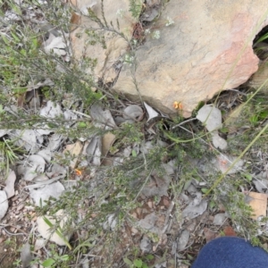 Dillwynia sericea at Carwoola, NSW - suppressed