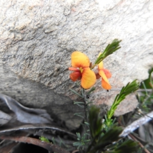 Dillwynia sericea at Carwoola, NSW - suppressed