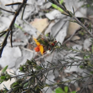 Dillwynia sericea at Carwoola, NSW - suppressed