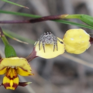 Cytaea severa at Stromlo, ACT - suppressed