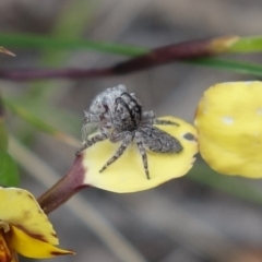 Cytaea severa at Stromlo, ACT - 10 Oct 2021