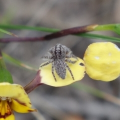 Cytaea severa at Stromlo, ACT - 10 Oct 2021