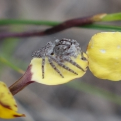 Cytaea severa at Stromlo, ACT - 10 Oct 2021