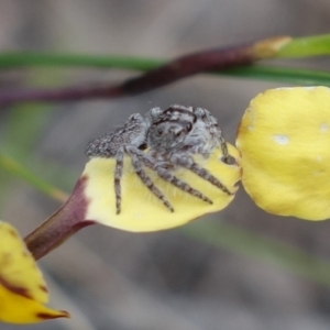 Cytaea severa at Stromlo, ACT - 10 Oct 2021