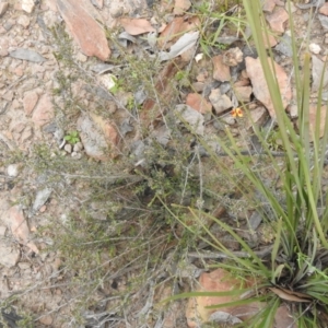 Dillwynia sericea at Carwoola, NSW - 10 Oct 2021