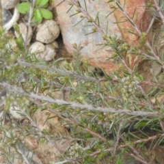 Dillwynia sericea at Carwoola, NSW - 10 Oct 2021