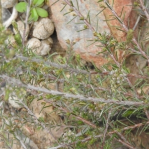 Dillwynia sericea at Carwoola, NSW - 10 Oct 2021