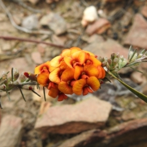 Dillwynia sericea at Carwoola, NSW - 10 Oct 2021
