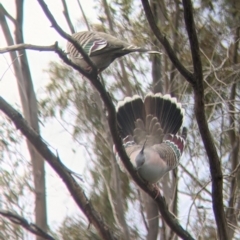 Ocyphaps lophotes (Crested Pigeon) at Leeton, NSW - 9 Oct 2021 by Darcy