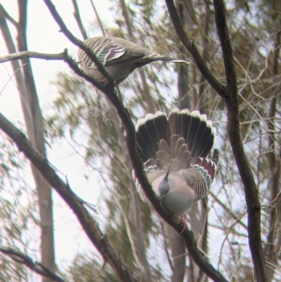 Ocyphaps lophotes (Crested Pigeon) at Leeton, NSW - 10 Oct 2021 by Darcy