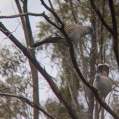 Ocyphaps lophotes at Leeton, NSW - 10 Oct 2021 08:04 AM