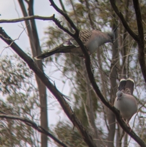 Ocyphaps lophotes at Leeton, NSW - 10 Oct 2021 08:04 AM