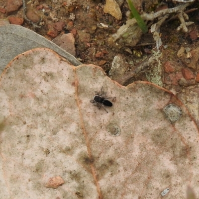 Maratus proszynskii (Peacock spider) at Carwoola, NSW - 10 Oct 2021 by Liam.m