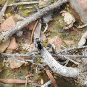 Maratus proszynskii at Carwoola, NSW - 10 Oct 2021