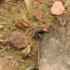 Maratus proszynskii at Carwoola, NSW - suppressed