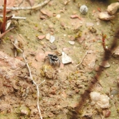 Maratus proszynskii at Carwoola, NSW - 10 Oct 2021