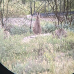 Macropus giganteus (Eastern Grey Kangaroo) at Leeton, NSW - 10 Oct 2021 by Darcy