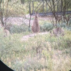 Macropus giganteus at Leeton, NSW - 10 Oct 2021 08:05 AM