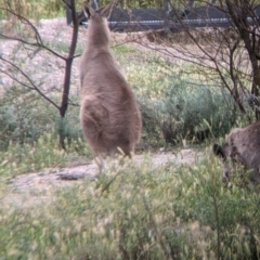 Macropus giganteus at Leeton, NSW - 10 Oct 2021 08:05 AM