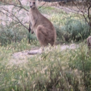 Macropus giganteus at Leeton, NSW - 10 Oct 2021 08:05 AM