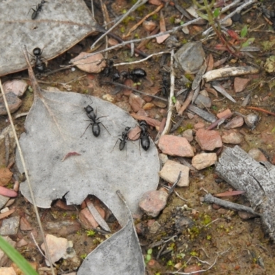 Camponotus sp. (genus) (A sugar ant) at Carwoola, NSW - 10 Oct 2021 by Liam.m