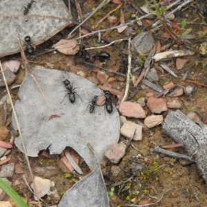 Camponotus sp. (genus) at Carwoola, NSW - 10 Oct 2021