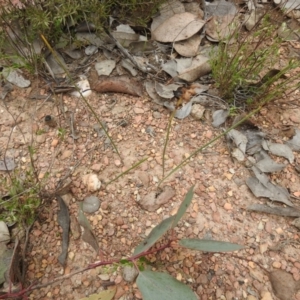 Corunastylis sp. at Carwoola, NSW - suppressed