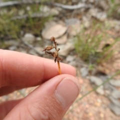 Corunastylis sp. at Carwoola, NSW - suppressed