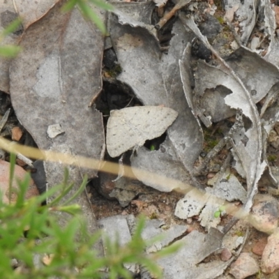 Taxeotis reserata (A Geometer moth) at Carwoola, NSW - 10 Oct 2021 by Liam.m