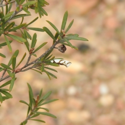 Ocystola paulinella (A Concealer Moth) at Carwoola, NSW - 10 Oct 2021 by Liam.m