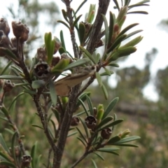 Philobota undescribed species near arabella (A concealer moth) at QPRC LGA - 10 Oct 2021 by Liam.m