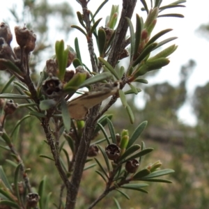 Philobota undescribed species near arabella at Carwoola, NSW - 10 Oct 2021