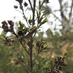 Philobota undescribed species near arabella at Carwoola, NSW - suppressed