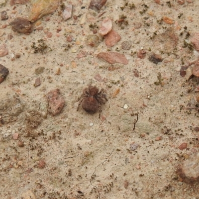 Maratus vespertilio by Liam.m
